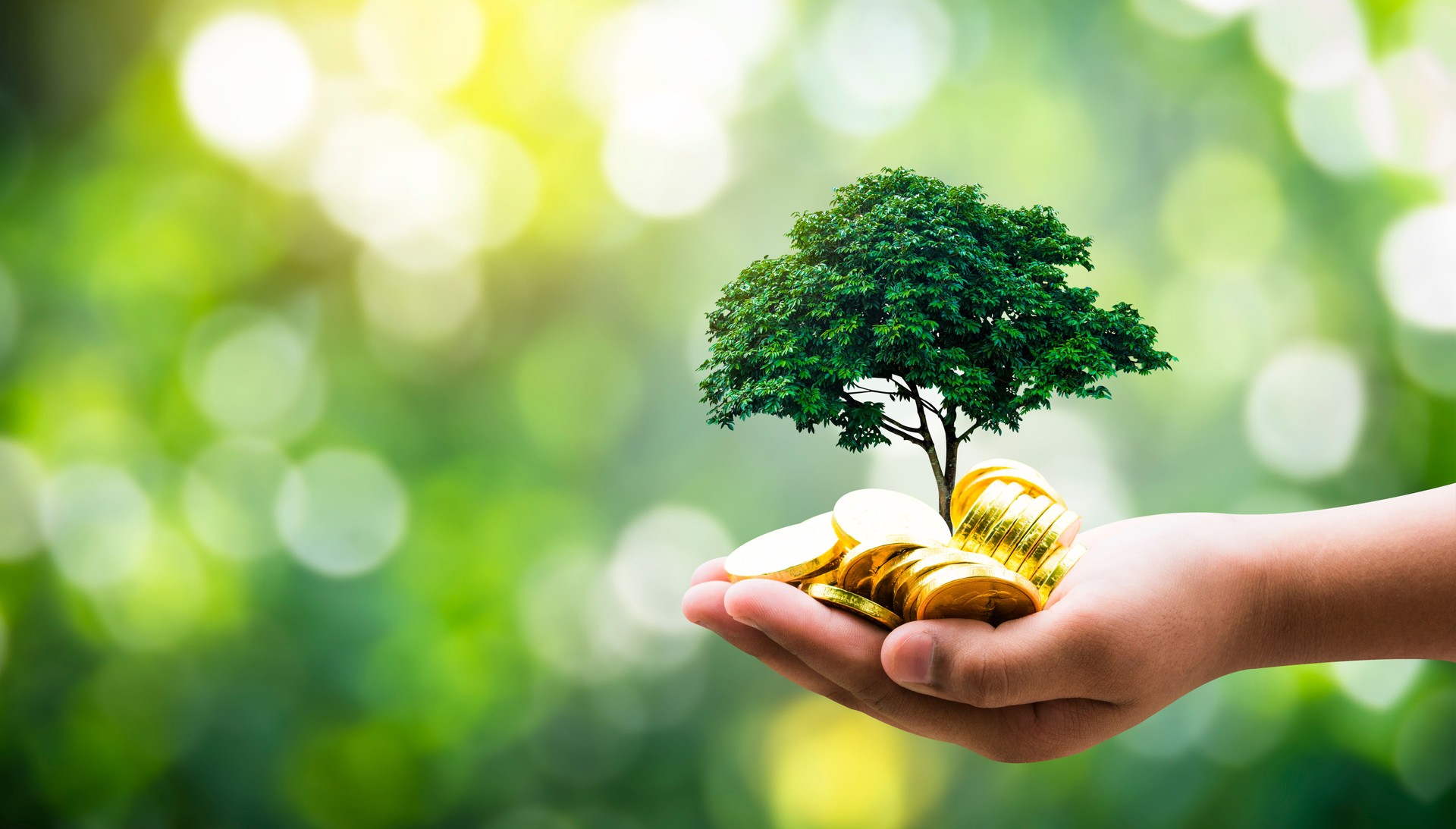 Hand hold the tree planted grows on the pile,Saving money for the future,Investment Ideas and business growth the renewable enwergy "nand concept environment sustainable development.